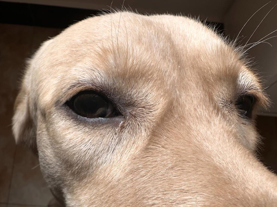 小狗狗眼屎多怎么回事,小狗眼屎特别多-第3张图片-后鲨宠物 小狗狗眼屎多怎么回事,小狗眼屎特别多-第3张图片-后鲨宠物