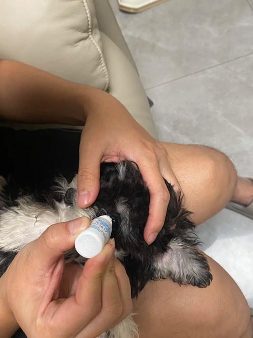 小狗狗眼屎多怎么回事,小狗眼屎特别多-第5张图片-后鲨宠物 小狗狗眼屎多怎么回事,小狗眼屎特别多-第5张图片-后鲨宠物