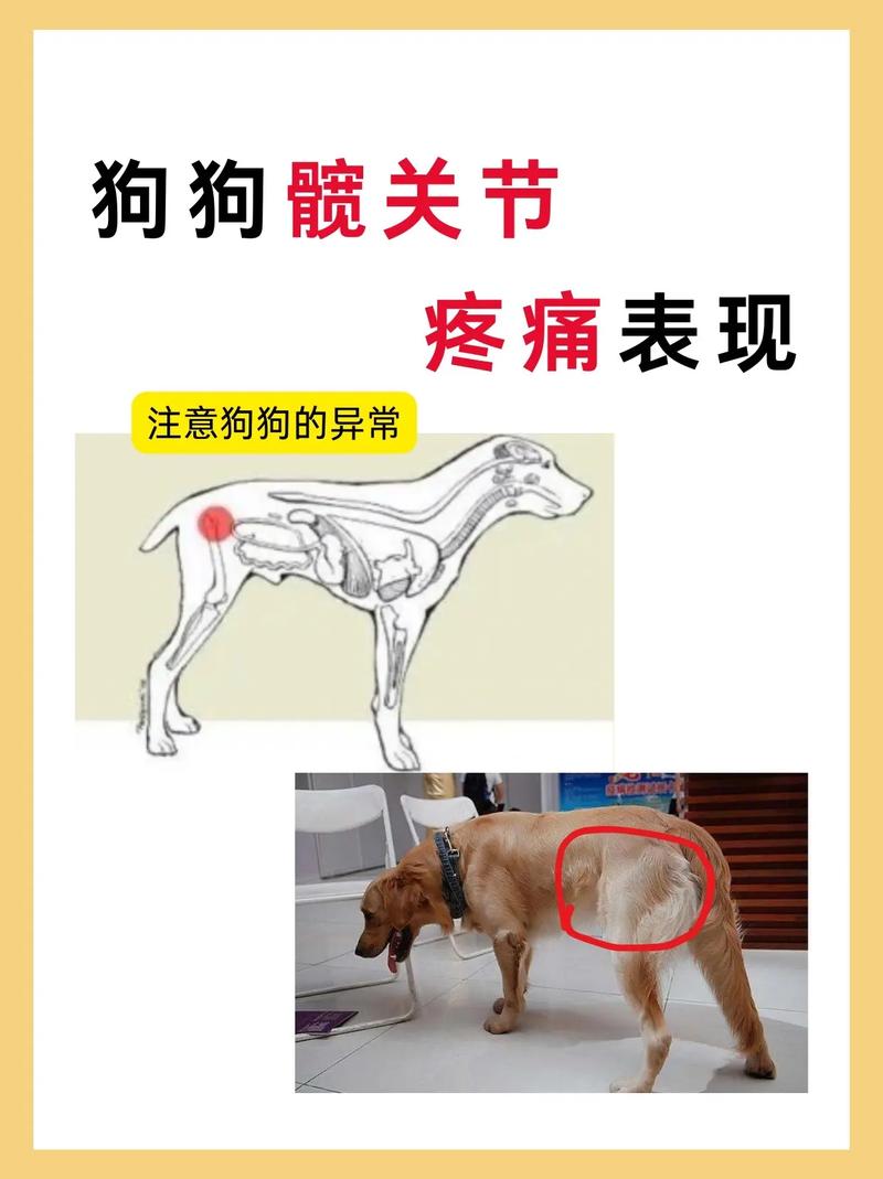  狗狗骨头错位能自愈吗，狗骨头错位什么症状-第5张图片-后鲨宠物