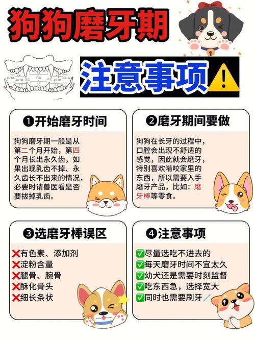 狗狗几个月开始磨牙,狗狗几个月开始磨牙比较好-第2张图片-后鲨宠物 狗狗几个月开始磨牙,狗狗几个月开始磨牙比较好-第2张图片-后鲨宠物