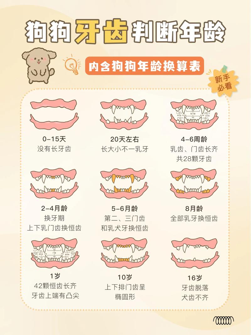 狗狗几个月开始磨牙,狗狗几个月开始磨牙比较好-第3张图片-后鲨宠物 狗狗几个月开始磨牙,狗狗几个月开始磨牙比较好-第3张图片-后鲨宠物