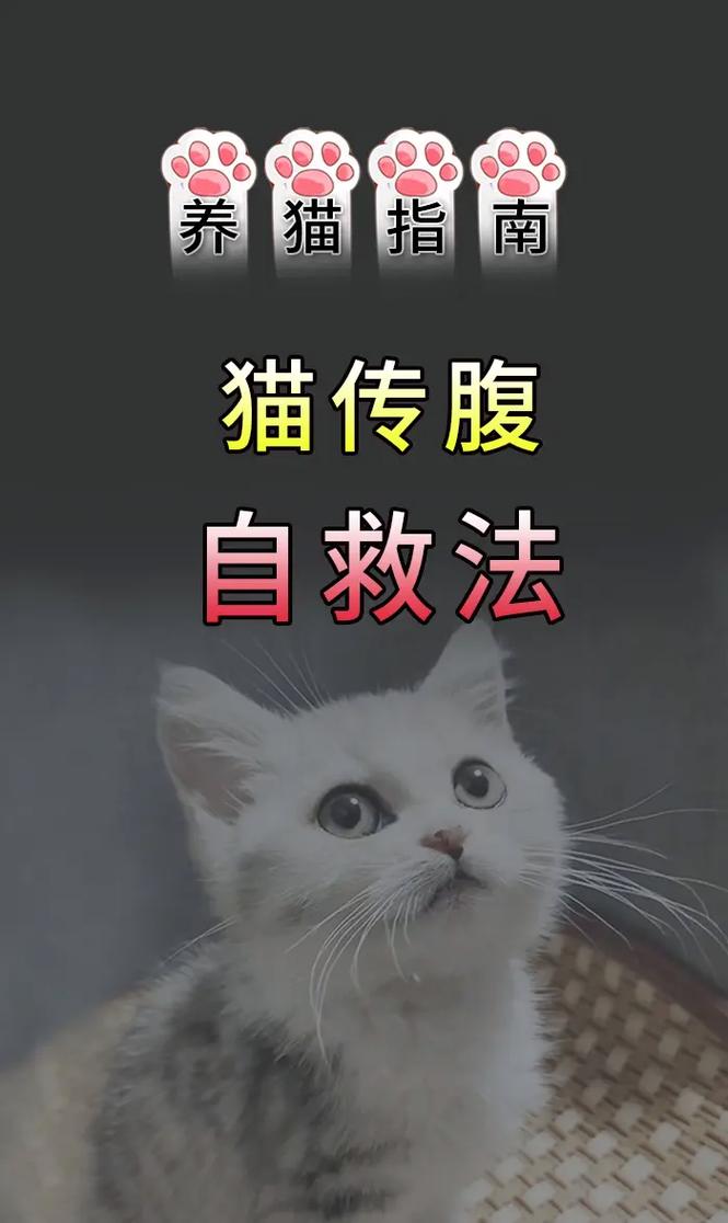 猫咪腹水吃什么药_猫咪腹水吃什么药吸收-第4张图片-后鲨宠物 猫咪腹水吃什么药_猫咪腹水吃什么药吸收-第4张图片-后鲨宠物