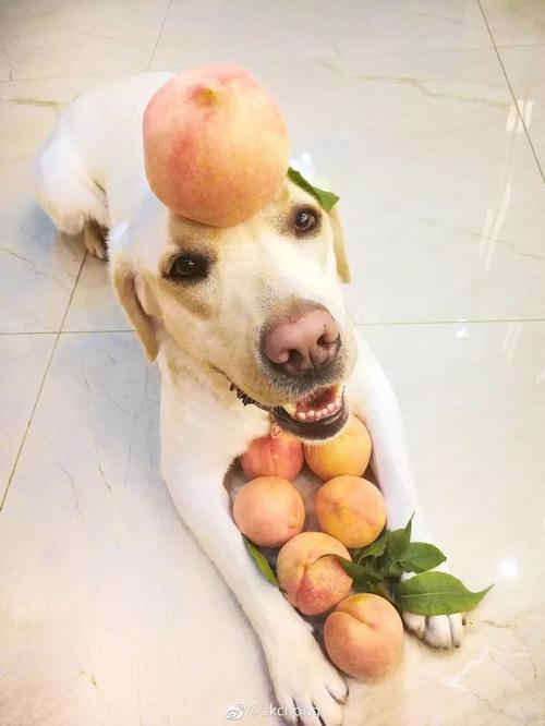 狗狗吃了桃子怎么办，狗狗吃桃子吐了是怎么回事？