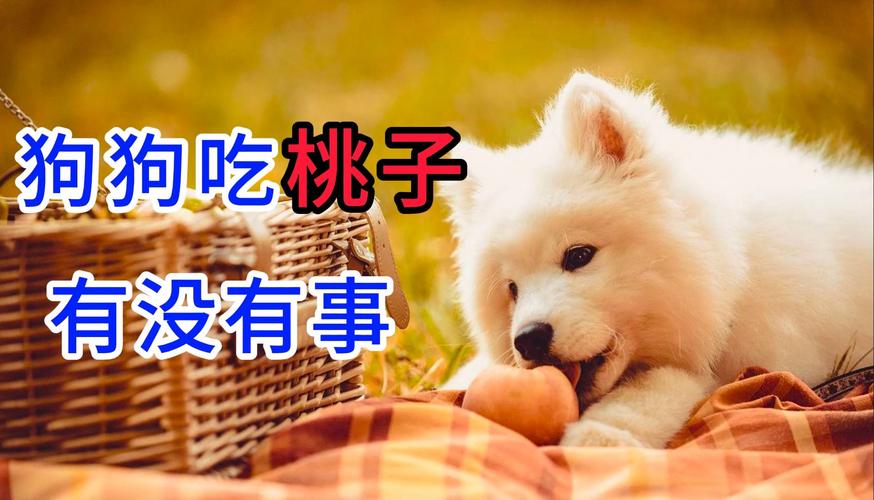 狗狗吃了桃子怎么办,狗狗吃桃子吐了是怎么回事?-第5张图片-后鲨宠物 狗狗吃了桃子怎么办,狗狗吃桃子吐了是怎么回事?-第5张图片-后鲨宠物