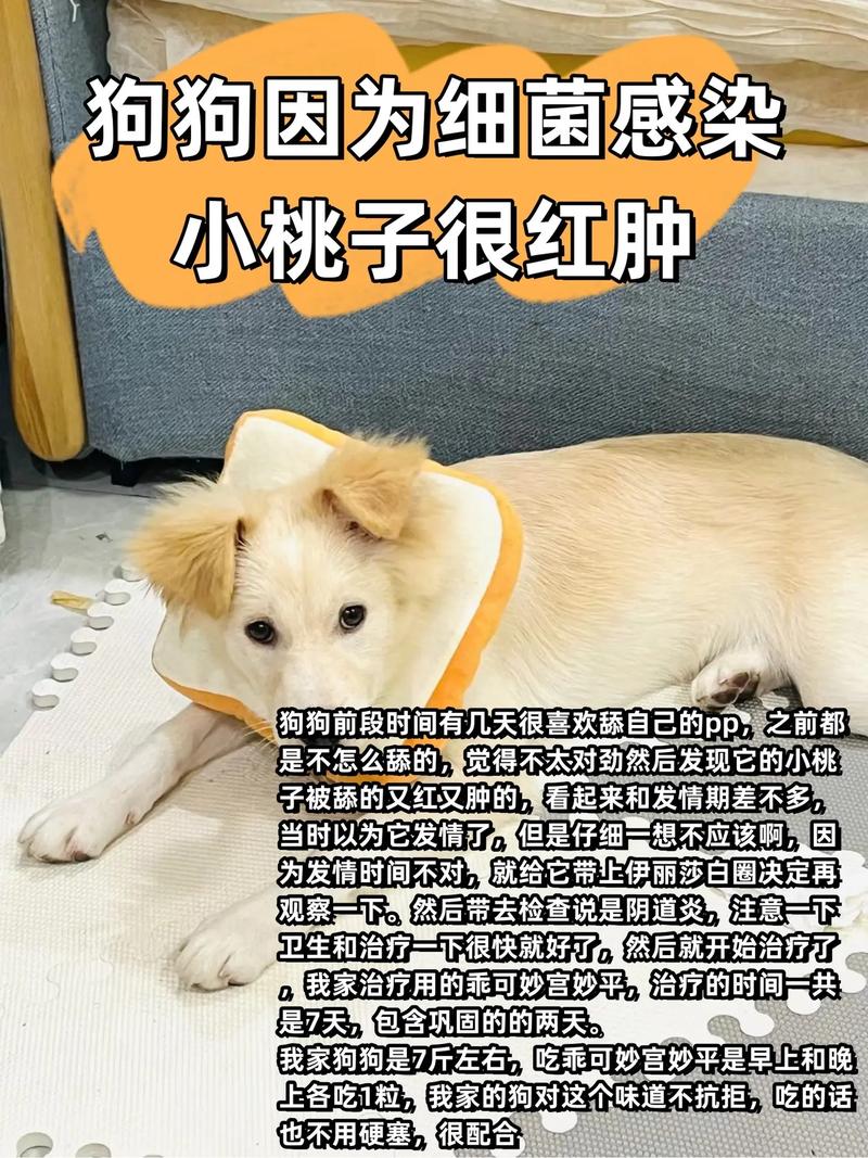 狗狗吃了桃子怎么办,狗狗吃桃子吐了是怎么回事?-第6张图片-后鲨宠物 狗狗吃了桃子怎么办,狗狗吃桃子吐了是怎么回事?-第6张图片-后鲨宠物