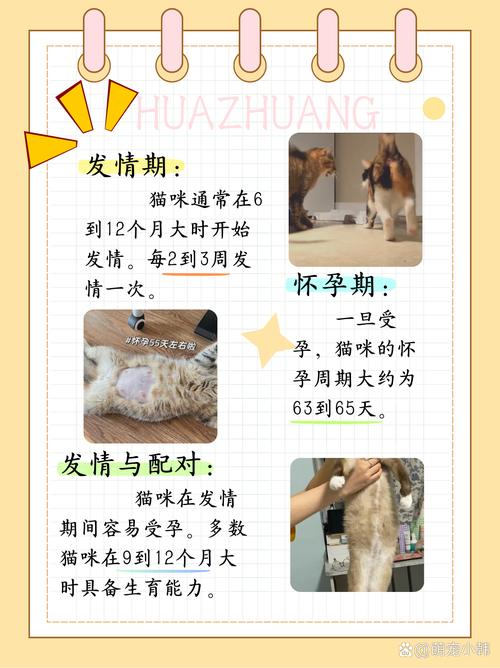 猫咪怀孕几个月生小猫，猫咪怀孕几个月生小猫崽？