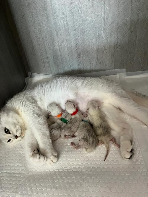 猫咪怀孕几个月生小猫,猫咪怀孕几个月生小猫崽?-第3张图片-后鲨宠物 猫咪怀孕几个月生小猫,猫咪怀孕几个月生小猫崽?-第3张图片-后鲨宠物