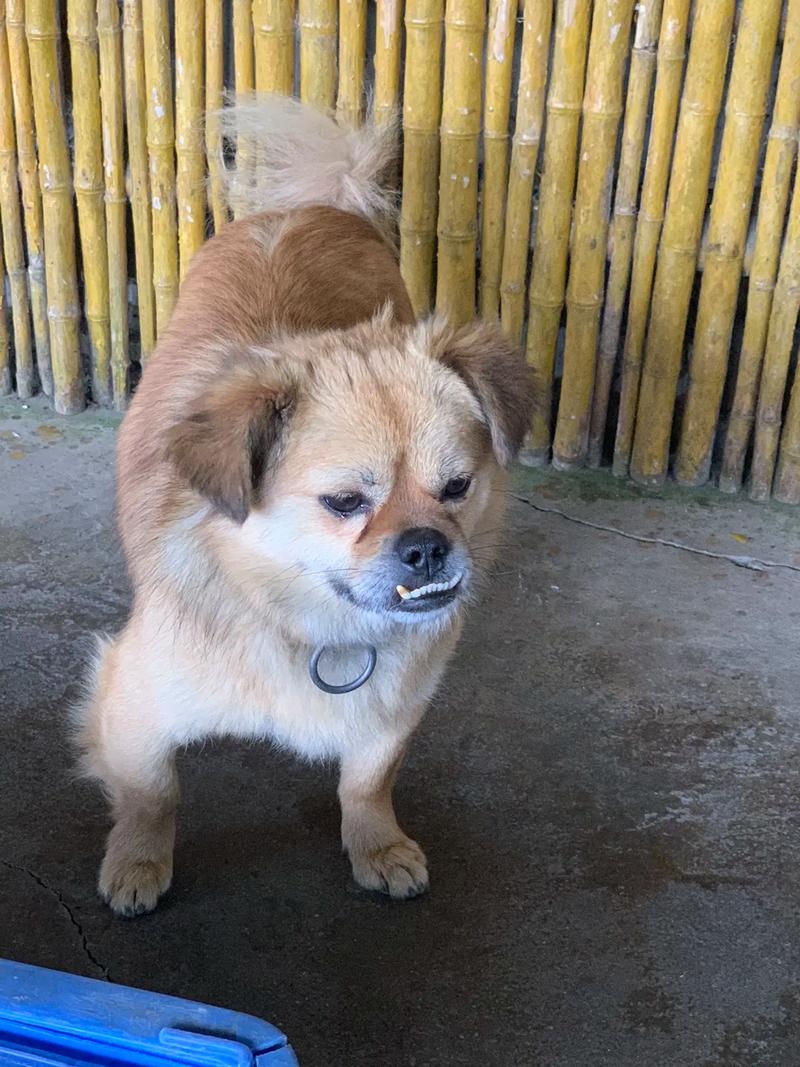  怎么改善狗狗地包天，狗狗地包天越来越严重