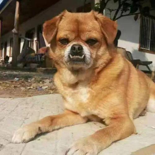 怎么改善狗狗地包天,狗狗地包天越来越严重-第2张图片-后鲨宠物 怎么改善狗狗地包天,狗狗地包天越来越严重-第2张图片-后鲨宠物