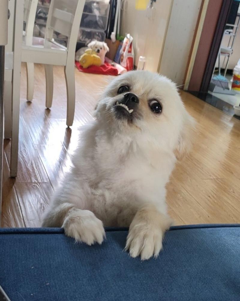 怎么改善狗狗地包天,狗狗地包天越来越严重-第3张图片-后鲨宠物 怎么改善狗狗地包天,狗狗地包天越来越严重-第3张图片-后鲨宠物