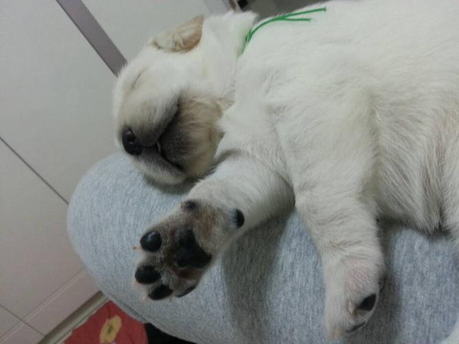 怎么改善狗狗地包天,狗狗地包天越来越严重-第4张图片-后鲨宠物 怎么改善狗狗地包天,狗狗地包天越来越严重-第4张图片-后鲨宠物