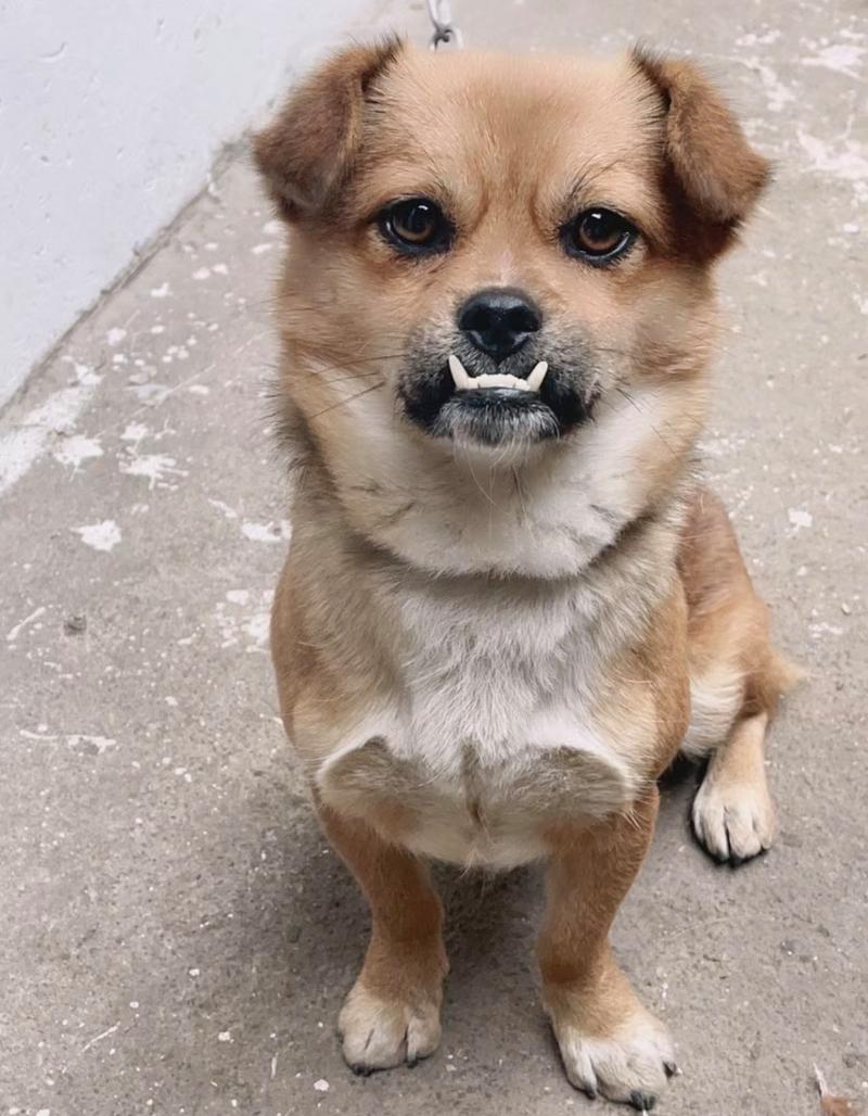 怎么改善狗狗地包天,狗狗地包天越来越严重-第5张图片-后鲨宠物 怎么改善狗狗地包天,狗狗地包天越来越严重-第5张图片-后鲨宠物