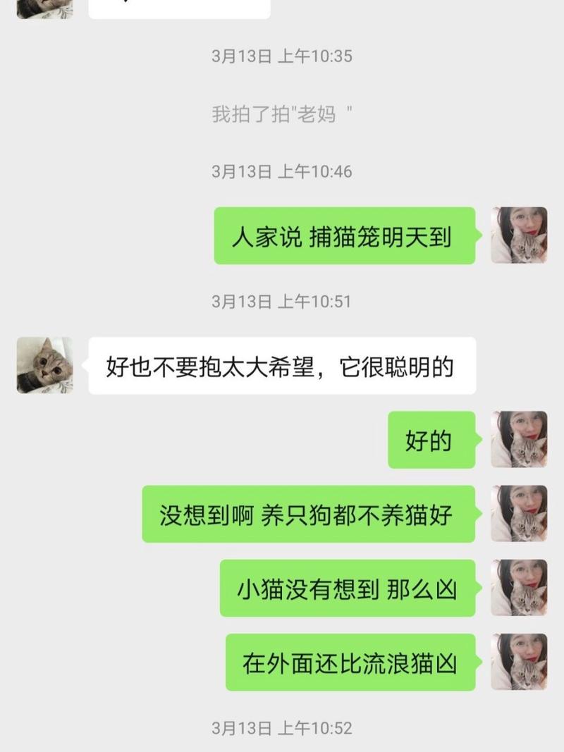 猫咪走丢了怎么找回来,丢了猫千万别找为什么?-第4张图片-后鲨宠物 猫咪走丢了怎么找回来,丢了猫千万别找为什么?-第4张图片-后鲨宠物