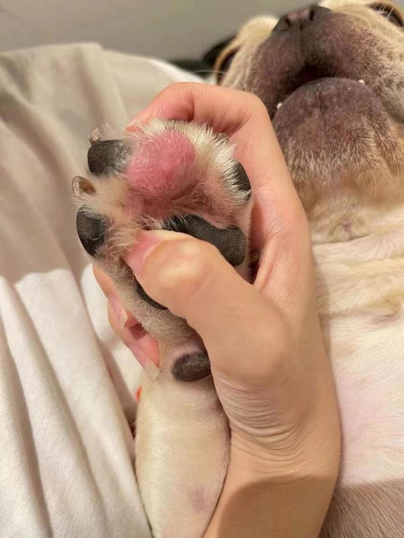 狗狗脚趾炎怎么治疗，狗狗脚趾炎怎么办？