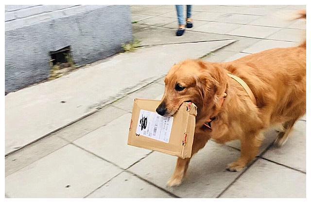 狗狗能寄快递吗,狗狗能寄快递吗怎么寄?-第3张图片-后鲨宠物 狗狗能寄快递吗,狗狗能寄快递吗怎么寄?-第3张图片-后鲨宠物