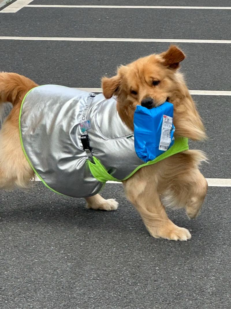 狗狗能寄快递吗,狗狗能寄快递吗怎么寄?-第4张图片-后鲨宠物 狗狗能寄快递吗,狗狗能寄快递吗怎么寄?-第4张图片-后鲨宠物