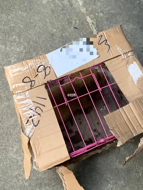 狗狗能寄快递吗,狗狗能寄快递吗怎么寄?-第5张图片-后鲨宠物 狗狗能寄快递吗,狗狗能寄快递吗怎么寄?-第5张图片-后鲨宠物