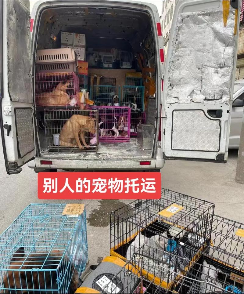  狗狗可以带上大巴车吗，小狗狗可以带上大巴车么-第2张图片-后鲨宠物