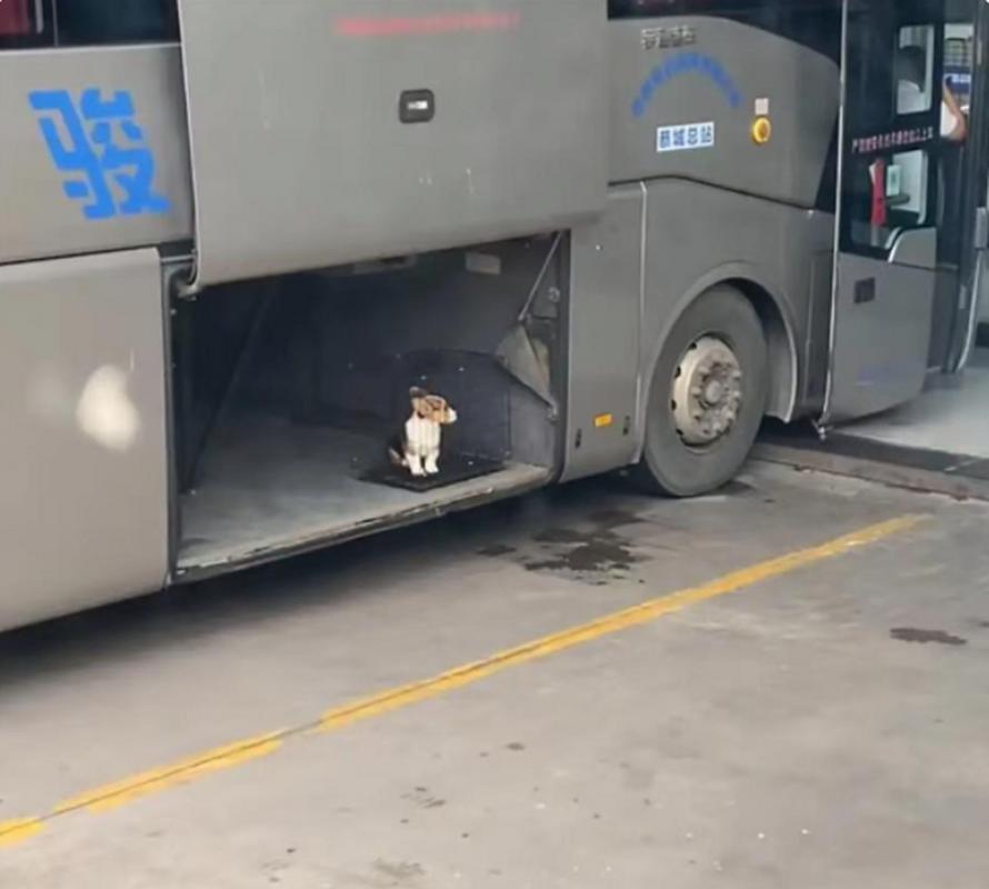  狗狗可以带上大巴车吗，小狗狗可以带上大巴车么-第4张图片-后鲨宠物