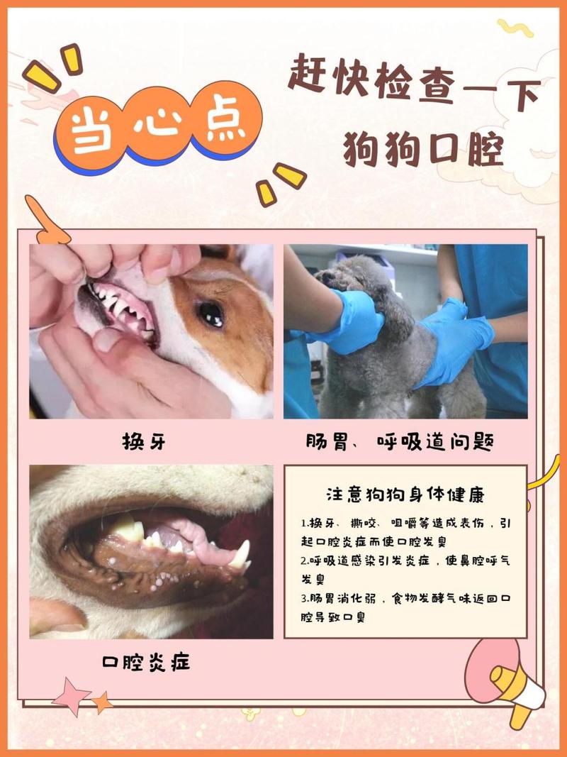 狗狗口臭的原因_狗狗口臭是什么原因-第2张图片-后鲨宠物 狗狗口臭的原因_狗狗口臭是什么原因-第2张图片-后鲨宠物