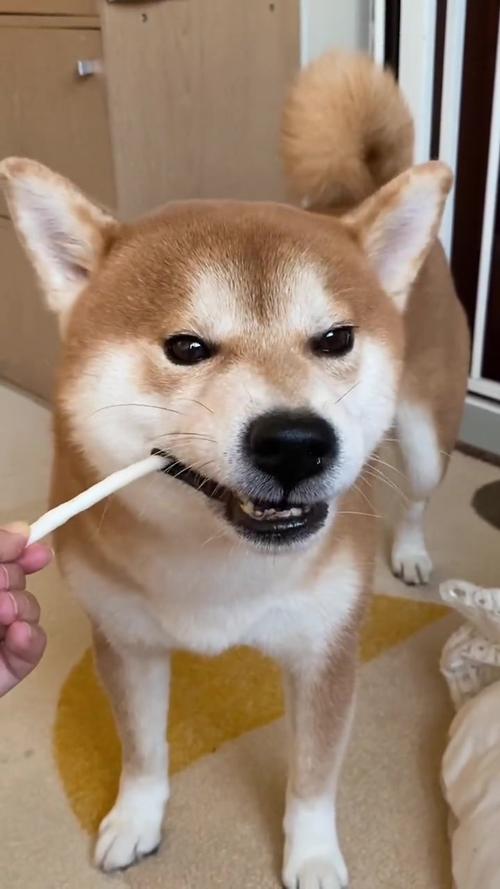 狗狗可以吃甜的东西吗,狗狗前十禁忌水果?-第3张图片-后鲨宠物 狗狗可以吃甜的东西吗,狗狗前十禁忌水果?-第3张图片-后鲨宠物