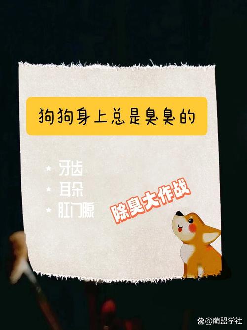 狗狗身上有臭味怎么办_狗狗身上有臭味怎么办吃什么药-第3张图片-后鲨宠物 狗狗身上有臭味怎么办_狗狗身上有臭味怎么办吃什么药-第3张图片-后鲨宠物