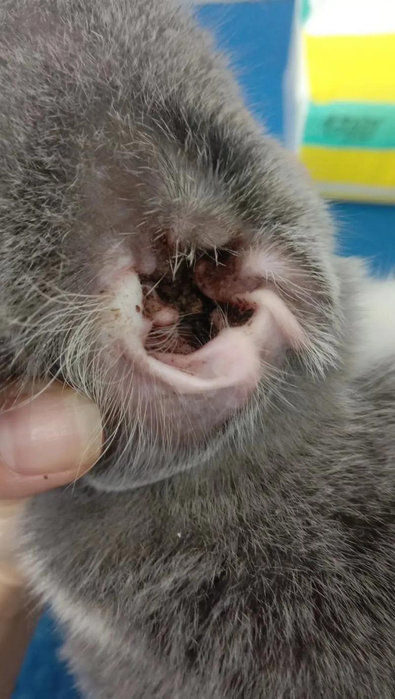  猫咪清理耳朵多少钱，猫咪清理耳朵视频教程