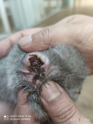 猫咪清理耳朵多少钱,猫咪清理耳朵视频教程-第2张图片-后鲨宠物 猫咪清理耳朵多少钱,猫咪清理耳朵视频教程-第2张图片-后鲨宠物