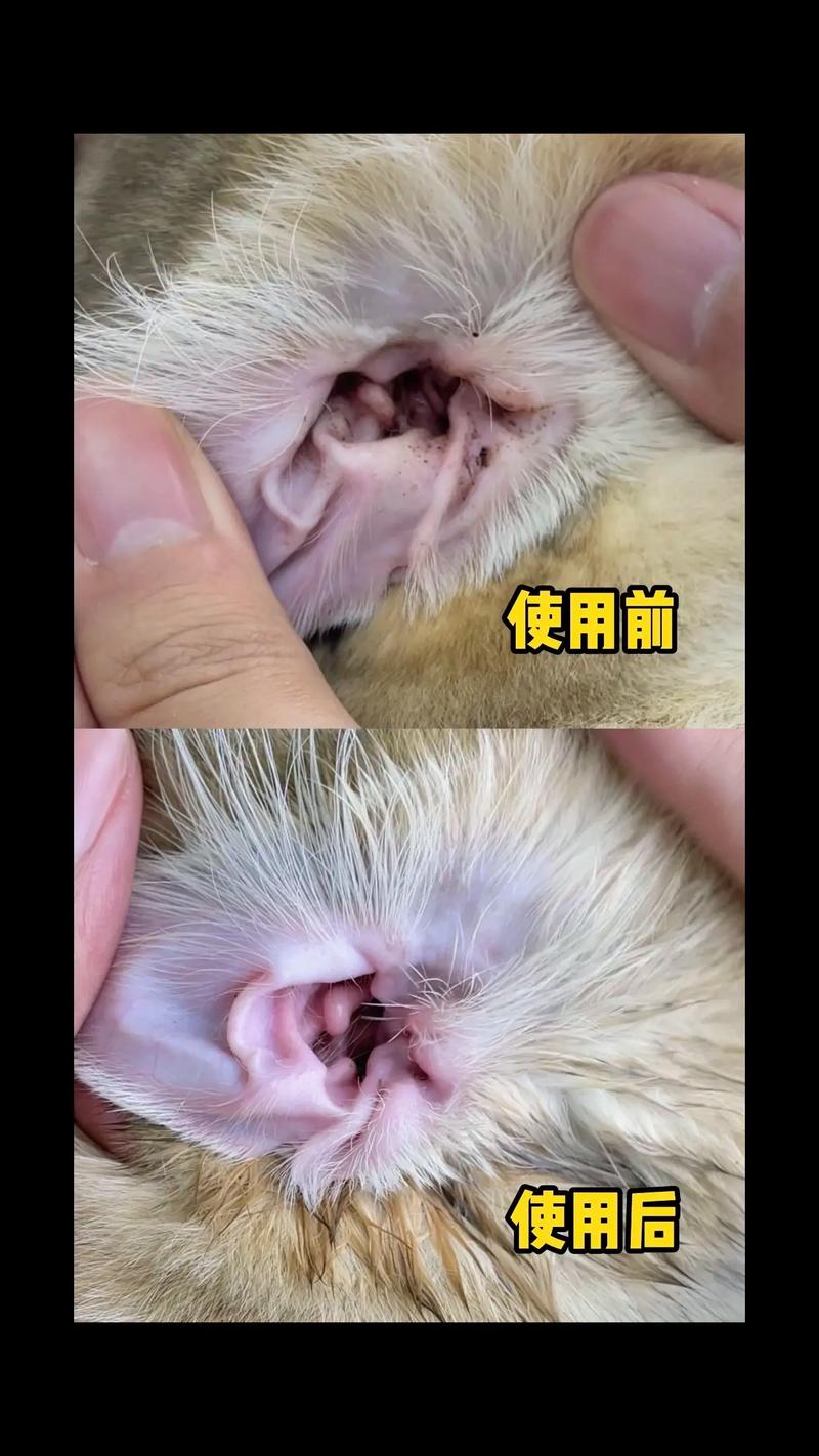 猫咪清理耳朵多少钱,猫咪清理耳朵视频教程-第4张图片-后鲨宠物 猫咪清理耳朵多少钱,猫咪清理耳朵视频教程-第4张图片-后鲨宠物