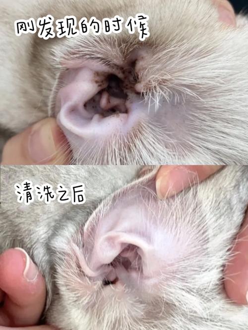 猫咪清理耳朵多少钱,猫咪清理耳朵视频教程-第6张图片-后鲨宠物 猫咪清理耳朵多少钱,猫咪清理耳朵视频教程-第6张图片-后鲨宠物