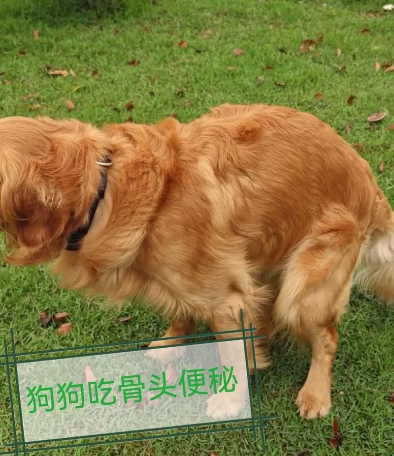 狗狗可以吃什么骨头，狗狗可以吃什么骨头吗？