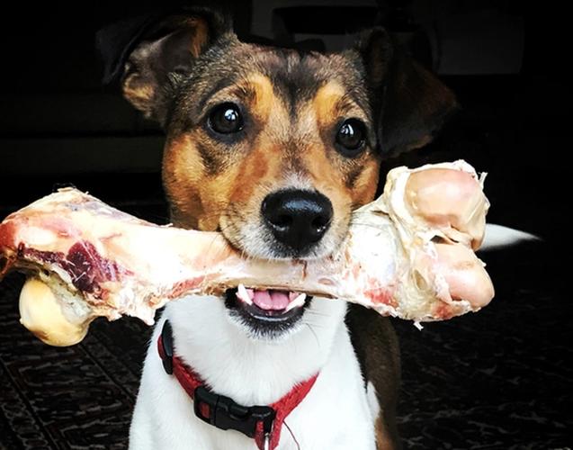 狗狗可以吃什么骨头,狗狗可以吃什么骨头吗?-第2张图片-后鲨宠物 狗狗可以吃什么骨头,狗狗可以吃什么骨头吗?-第2张图片-后鲨宠物