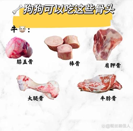 狗狗可以吃什么骨头,狗狗可以吃什么骨头吗?-第4张图片-后鲨宠物 狗狗可以吃什么骨头,狗狗可以吃什么骨头吗?-第4张图片-后鲨宠物