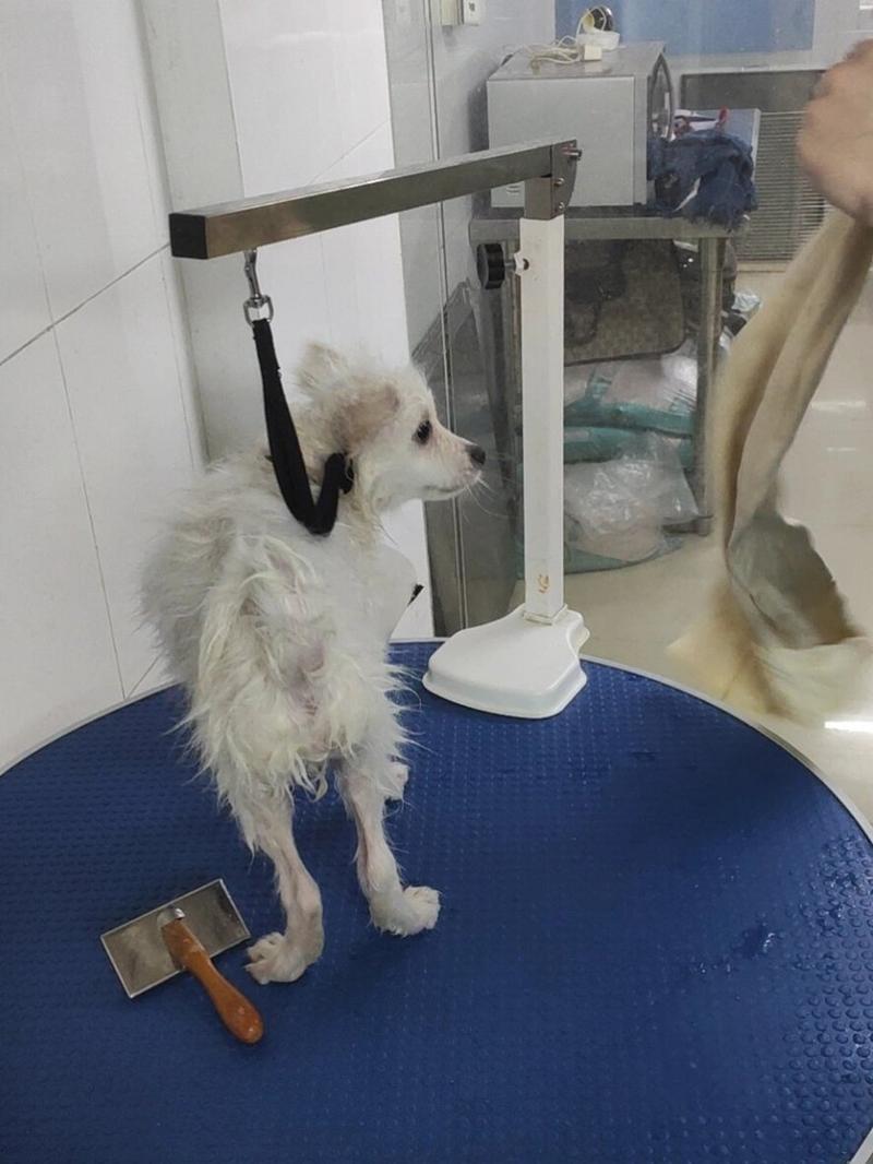 狗狗打完针可以洗澡吗,狗狗打完针能立马洗澡吗?-第2张图片-后鲨宠物 狗狗打完针可以洗澡吗,狗狗打完针能立马洗澡吗?-第2张图片-后鲨宠物