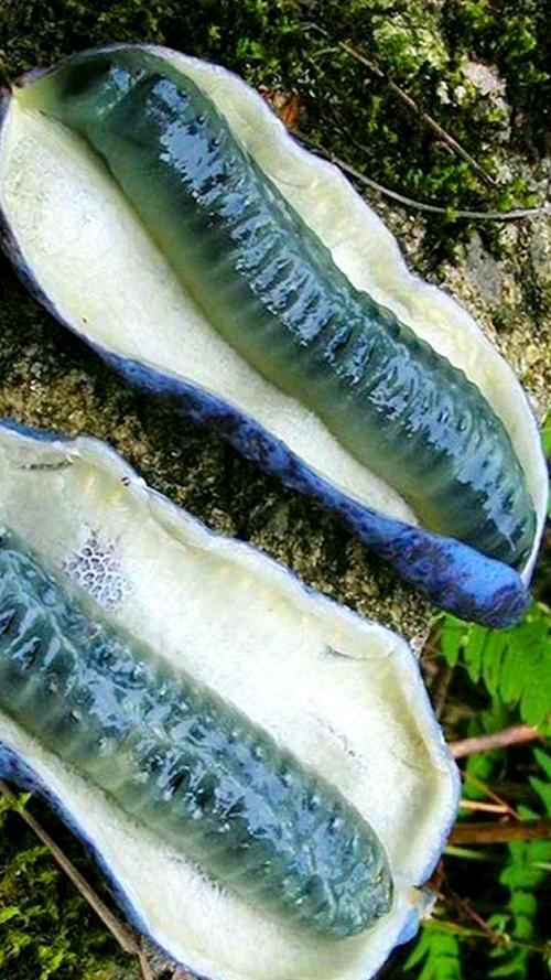 猫猫能吃什么水果_猫猫吃什么水果好-第5张图片-后鲨宠物 猫猫能吃什么水果_猫猫吃什么水果好-第5张图片-后鲨宠物