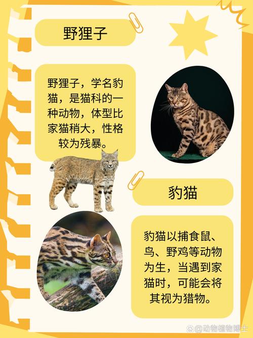 猫咪的天敌是什么,传说中猫的天敌?-第5张图片-后鲨宠物 猫咪的天敌是什么,传说中猫的天敌?-第5张图片-后鲨宠物