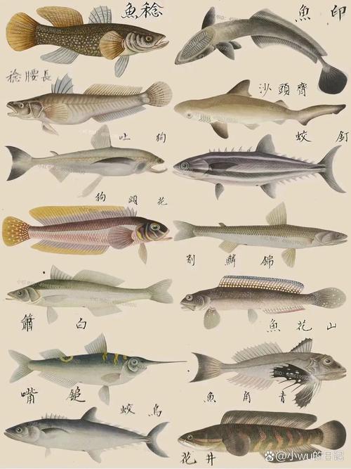 狗狗能吃海鱼吗,狗狗能不能吃海鱼?-第3张图片-后鲨宠物 狗狗能吃海鱼吗,狗狗能不能吃海鱼?-第3张图片-后鲨宠物