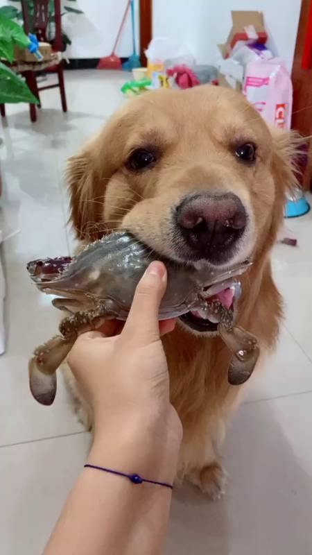 狗狗能吃海鱼吗,狗狗能不能吃海鱼?-第4张图片-后鲨宠物 狗狗能吃海鱼吗,狗狗能不能吃海鱼?-第4张图片-后鲨宠物