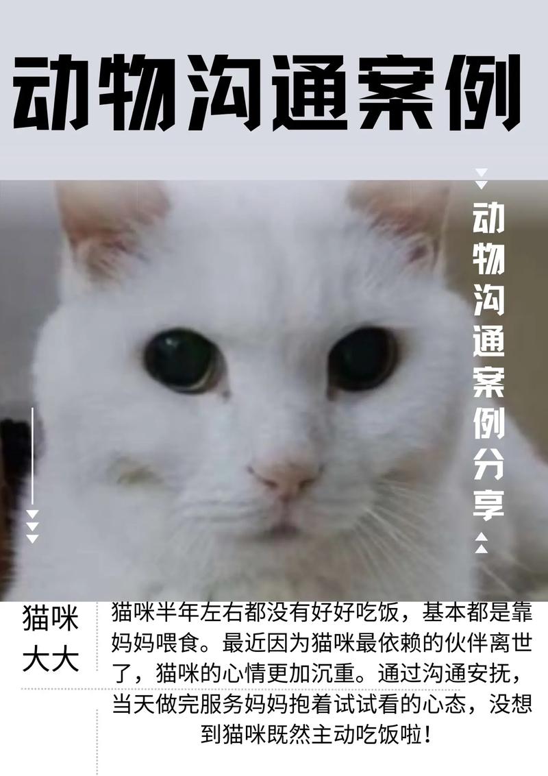 猫咪不肯吃东西怎么办_猫猫不肯吃饭怎么办-第4张图片-后鲨宠物 猫咪不肯吃东西怎么办_猫猫不肯吃饭怎么办-第4张图片-后鲨宠物
