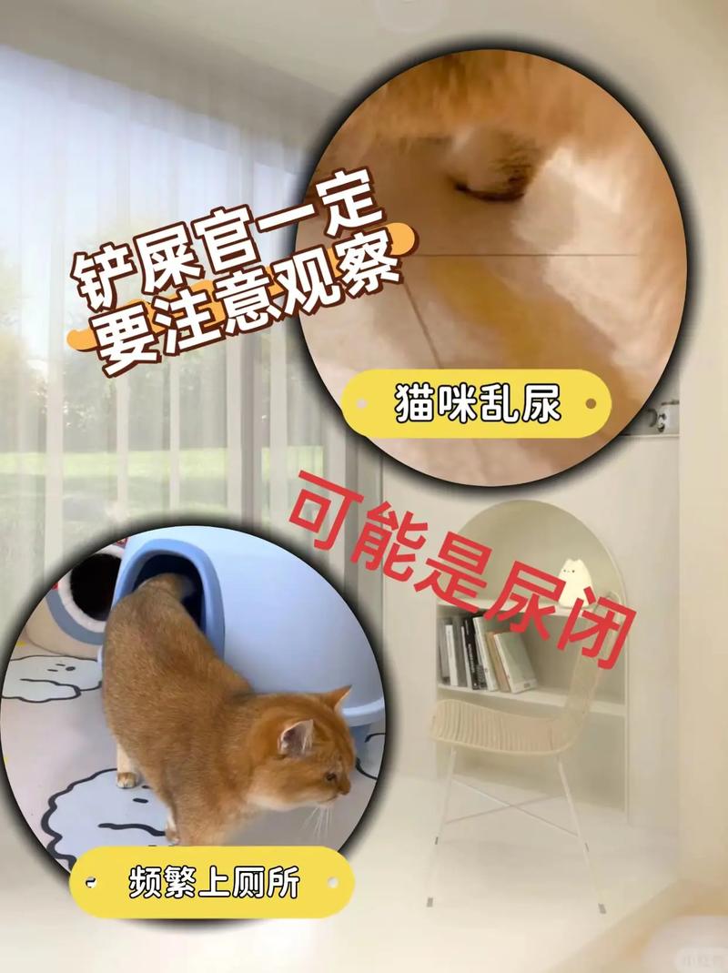  猫咪想上厕所的表现，怎么知道猫要大小便了
