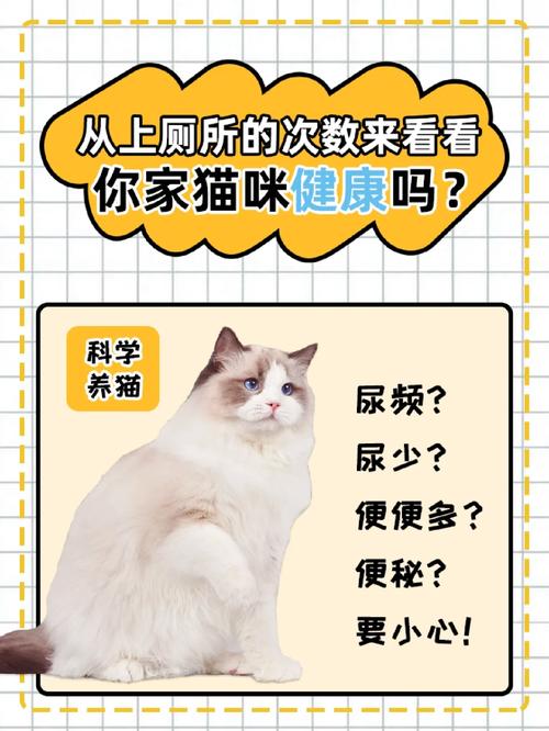 猫咪想上厕所的表现,怎么知道猫要大小便了-第3张图片-后鲨宠物 猫咪想上厕所的表现,怎么知道猫要大小便了-第3张图片-后鲨宠物