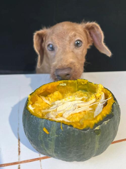 泰迪狗狗能吃南瓜吗，泰迪狗狗能吃南瓜吗有营养吗？-第4张图片-后鲨宠物