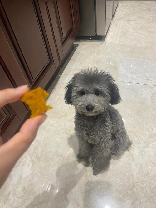 泰迪狗狗能吃南瓜吗，泰迪狗狗能吃南瓜吗有营养吗？-第5张图片-后鲨宠物