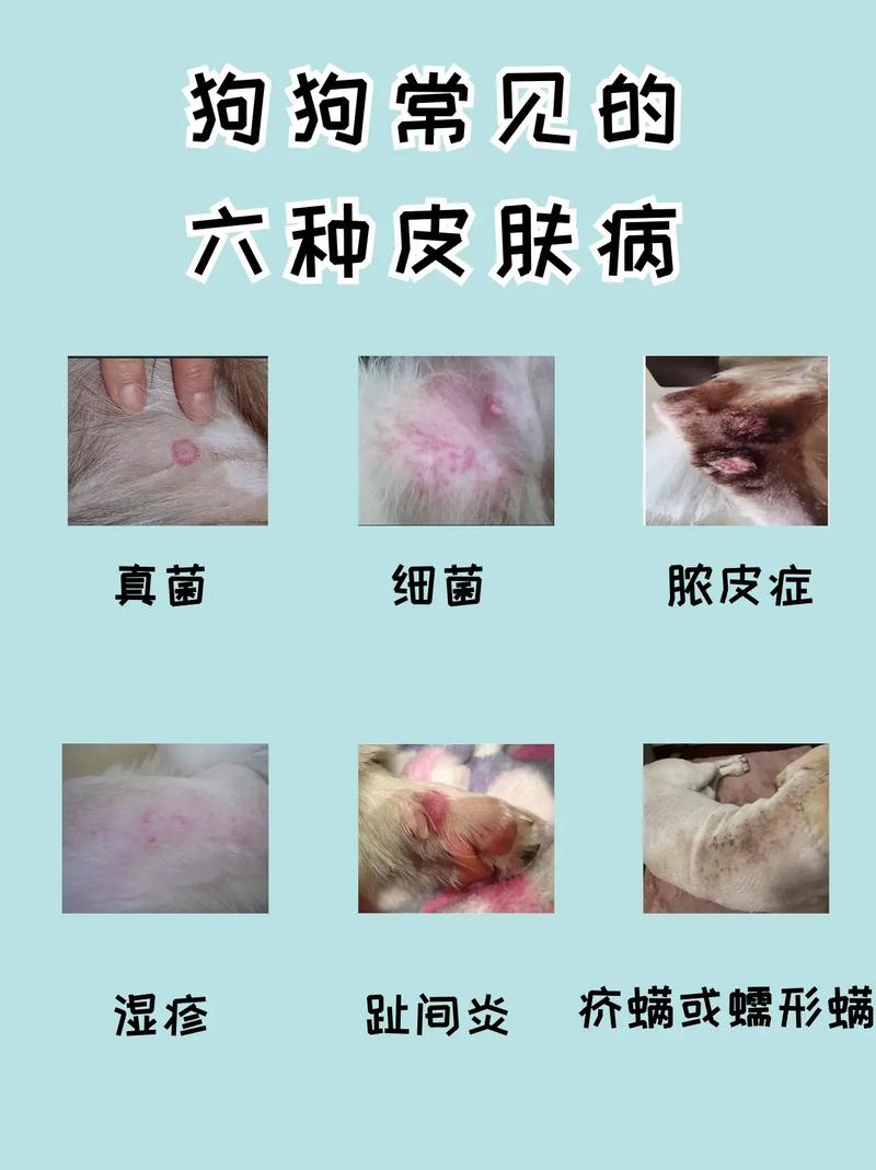 狗狗会长痘痘吗，狗狗会长痘痘吗图片？