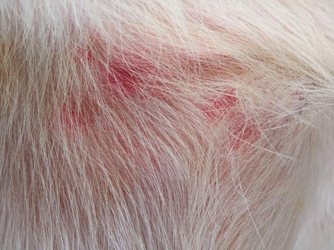 狗狗会长痘痘吗,狗狗会长痘痘吗图片?-第5张图片-后鲨宠物 狗狗会长痘痘吗,狗狗会长痘痘吗图片?-第5张图片-后鲨宠物