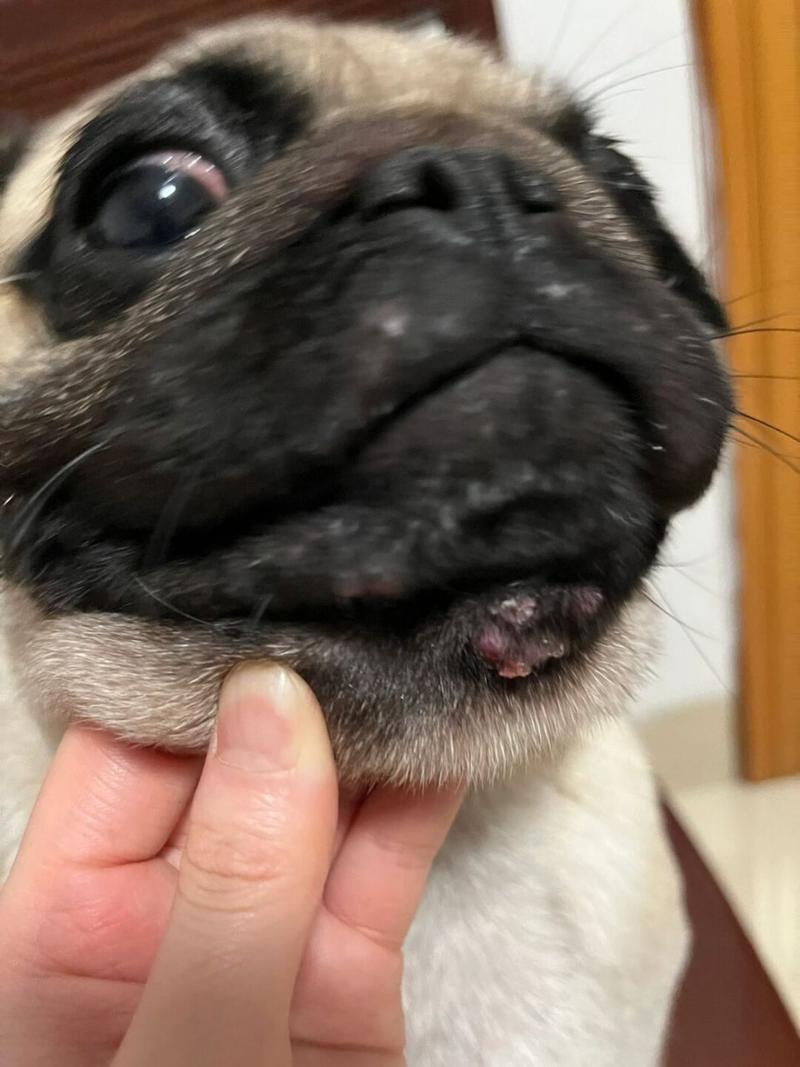 狗狗会长痘痘吗,狗狗会长痘痘吗图片?-第6张图片-后鲨宠物 狗狗会长痘痘吗,狗狗会长痘痘吗图片?-第6张图片-后鲨宠物