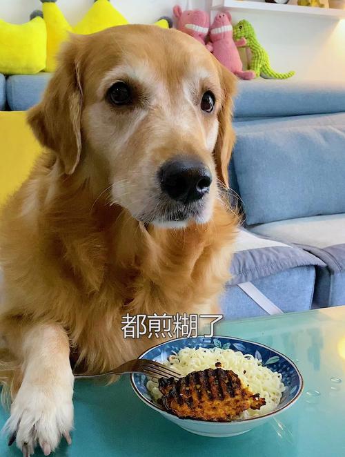  狗狗能吃煎蛋吗，狗狗能吃煎鸡蛋吗