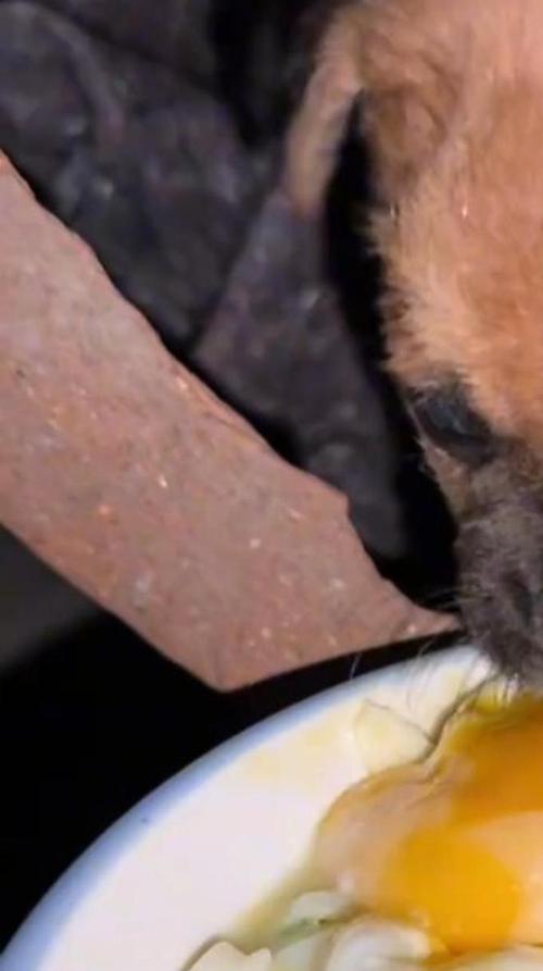 狗狗能吃煎蛋吗,狗狗能吃煎鸡蛋吗-第6张图片-后鲨宠物 狗狗能吃煎蛋吗,狗狗能吃煎鸡蛋吗-第6张图片-后鲨宠物