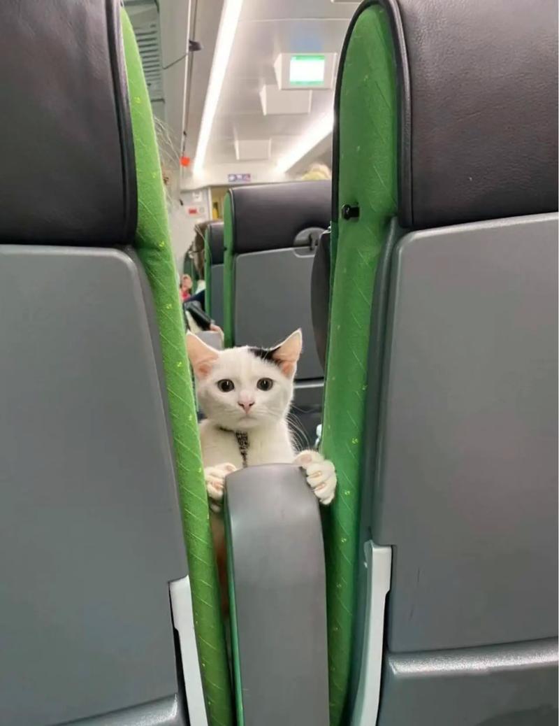 猫咪怎么上高铁,猫咪怎么高铁托运到另一个城市-第2张图片-后鲨宠物 猫咪怎么上高铁,猫咪怎么高铁托运到另一个城市-第2张图片-后鲨宠物
