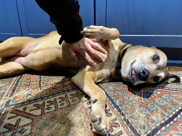 狗狗腹水怎么引起的_狗狗腹水怎么治疗方法